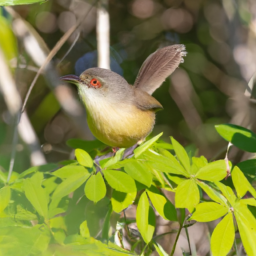 Aldabra Brush Warbler