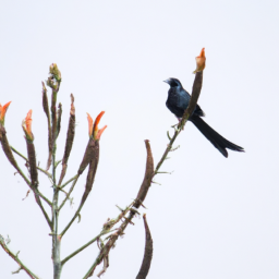 Aldabra Drongo