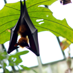 Aldabra Flying-fox