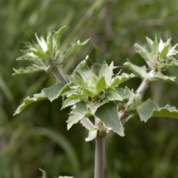 Allacanthos pittieri