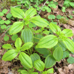 Allegheny Woodrat