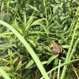 Allen's River Frog