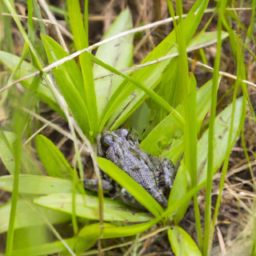 Allen's Slippery Frog