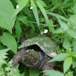 Alligator Snapping Turtle