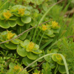 Allobates subfolionidificans