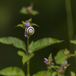 Allyn Smith's Banded Snail