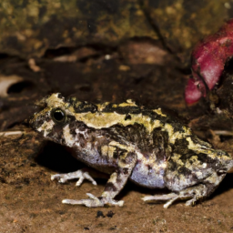 Almirante Trail Toad