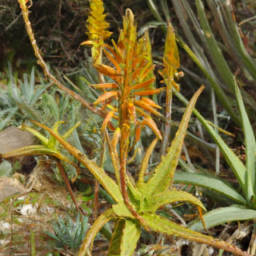 Aloeides lutescens