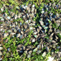 Altamaha Spinymussel