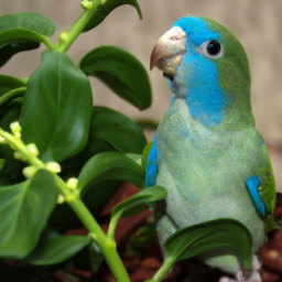 Amazonian Parrotlet