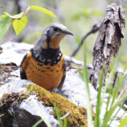 Amber Mountain Rock-thrush