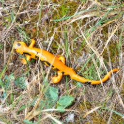 Amber-coloured Salamander