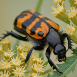 American Burying Beetle