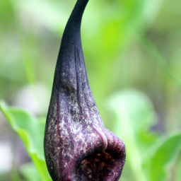 Amphorella melampoides