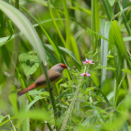 Anambra Waxbill