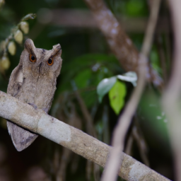 Andaman Scops-owl