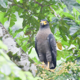 Andaman Serpent-eagle