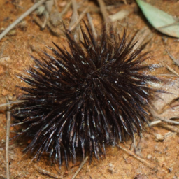 Andaman Spiny Shrew