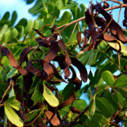 Andaman Treepie