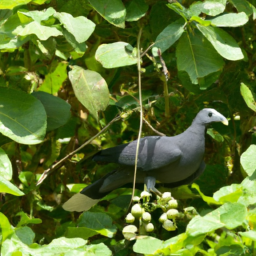 Andaman Wood-pigeon