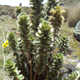 Andean Caenolestid