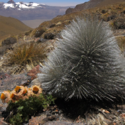 Andean Hairy Armadillo