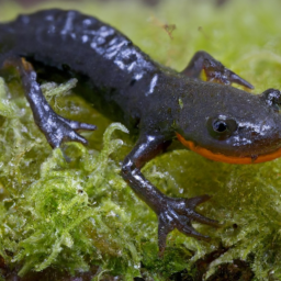 Anderson's Crocodile Newt