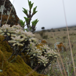 Bale Mountains Frog