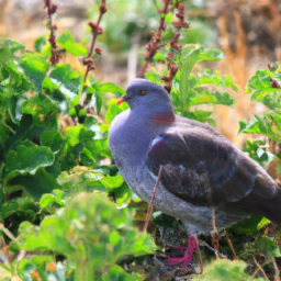 Chatham Island Pigeon