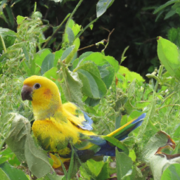 El Oro Parakeet