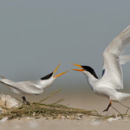 Elegant Tern