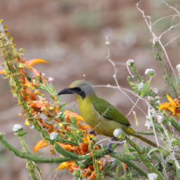 Green-breasted Bush-shrike