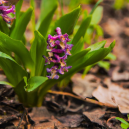 Hyacinth Visorbearer