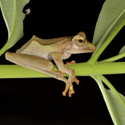 Hypsiboas cipoensis