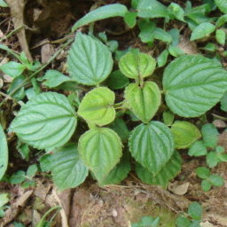 Iomon luangprabangensis