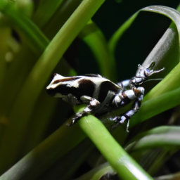 Ivory Coast Running Frog