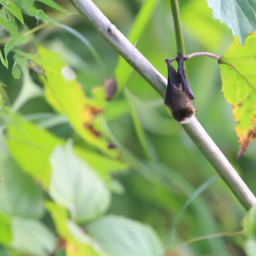 Japanese Short-tailed Bat