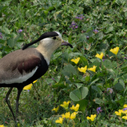 Javan Lapwing