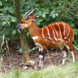 Madagascar Kob