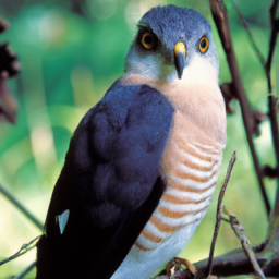 Madagascar Sparrowhawk