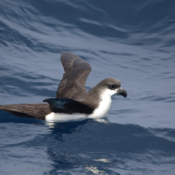 Providence Petrel