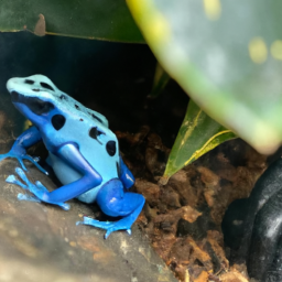 Sky-blue Poison Frog