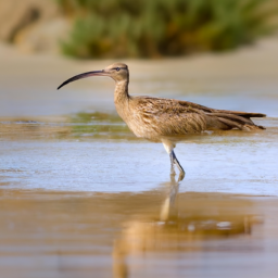 Slender-billed Curlew