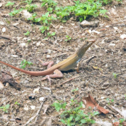 St. Croix Ground Lizard