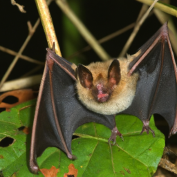 Striped Roundleaf Bat