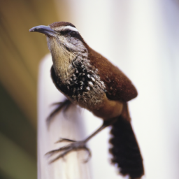 Zapata Wren