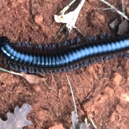 Zululand Black Millipede